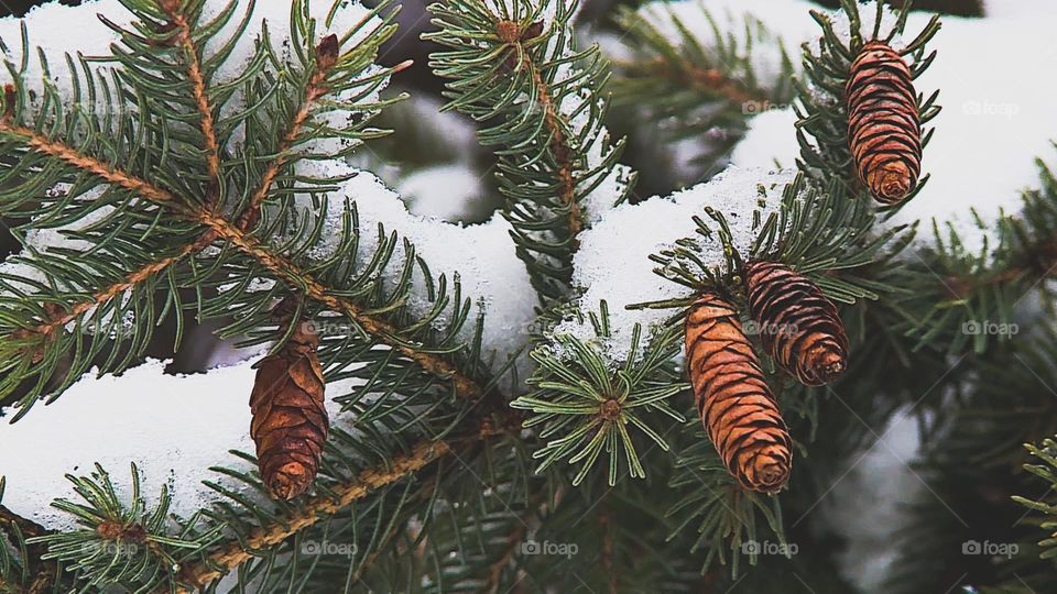 pine cone