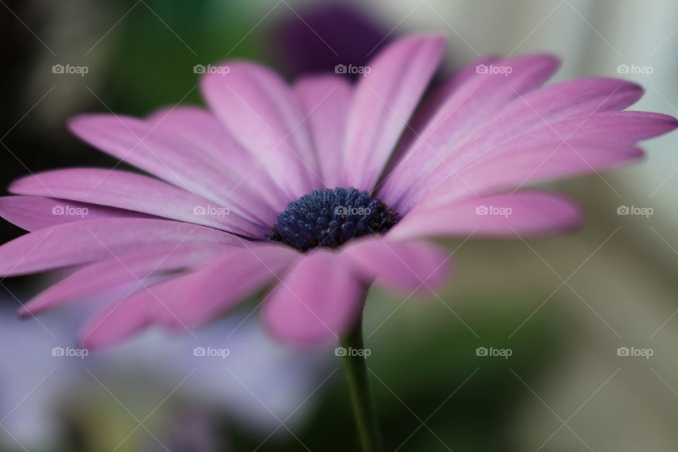 Close-up of pink flower