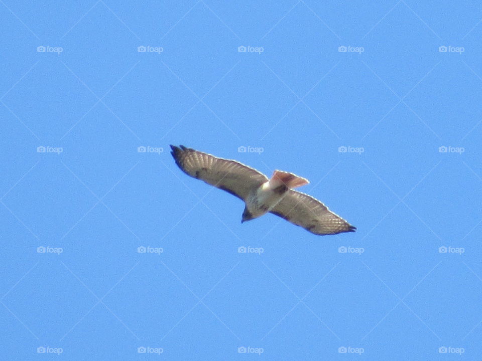 Bird, No Person, Flight, Wildlife, Outdoors