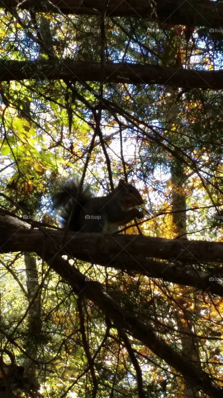 A Little Bit of Nature. My kids and I were walking the trails at Wintersmith Park and came across a woodland friend