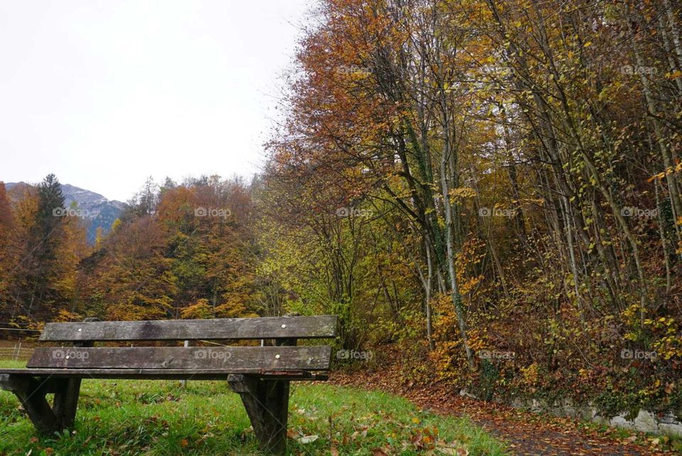 Autumn#forest#colors#trees