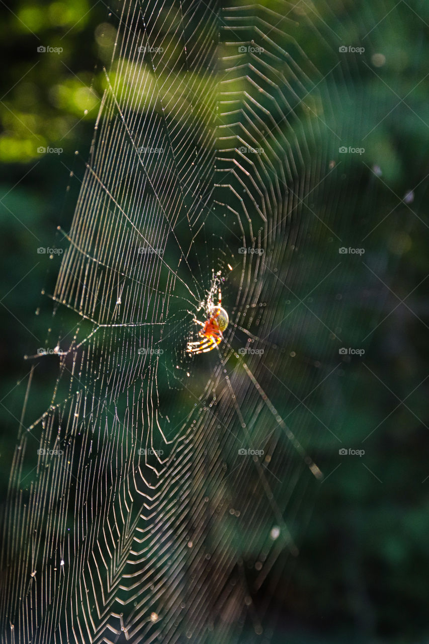 Spider, Spiderweb, Trap, Cobweb, Web Together