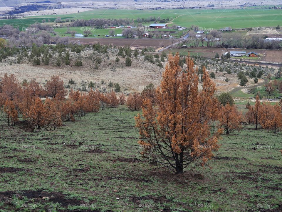 The aftermath of a fire a year ago leaves a forest of juniper trees blackened and contrasting with fresh green spring grass on a hill overlooking Central Oregon farmland. 