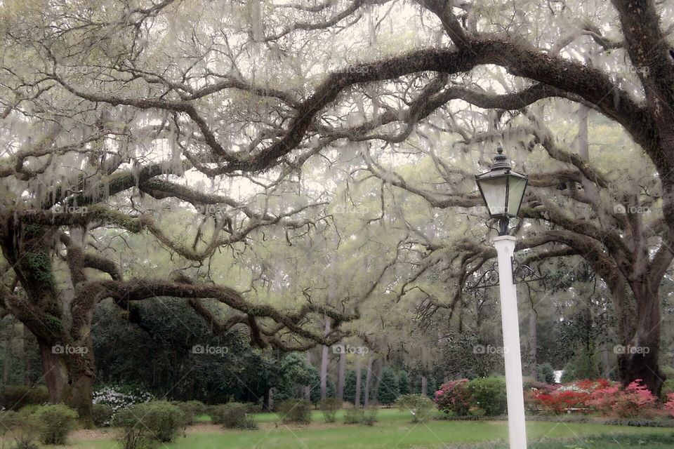 Live Oak Trees