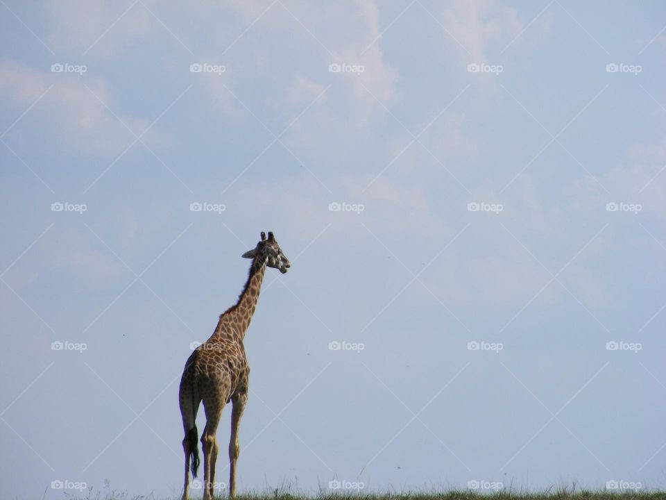 Giraffe in the open field, giraffe against the backdrop of the blue sky, lonely giraffe, lone giraffe walking in the open 