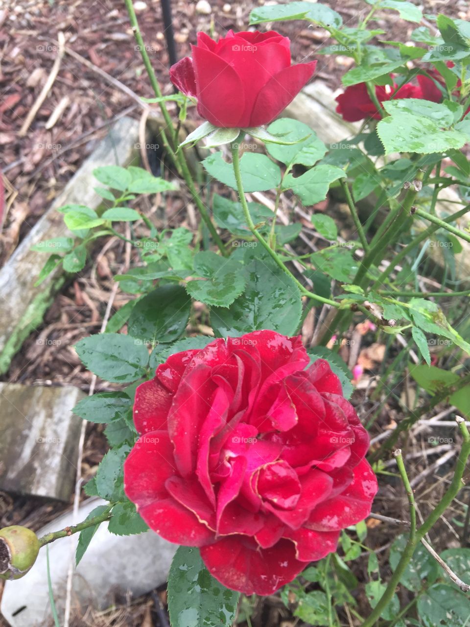 Last of the roses