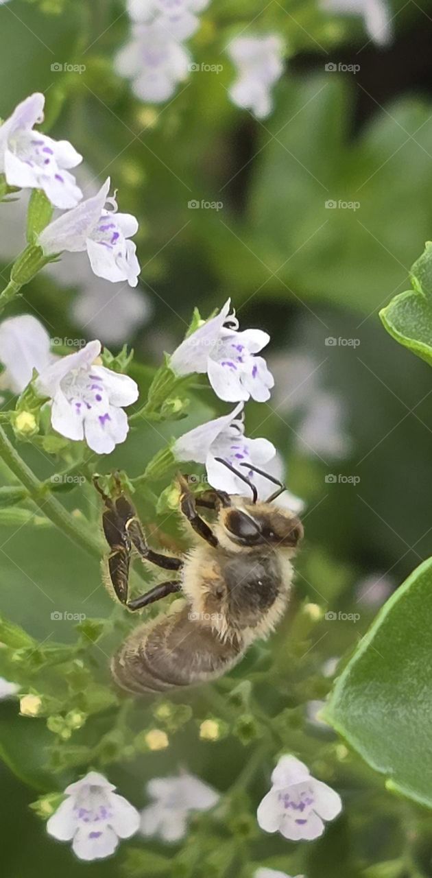 Bee