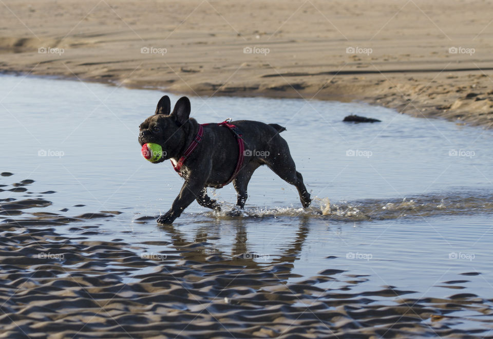 Dog plays at the beach 