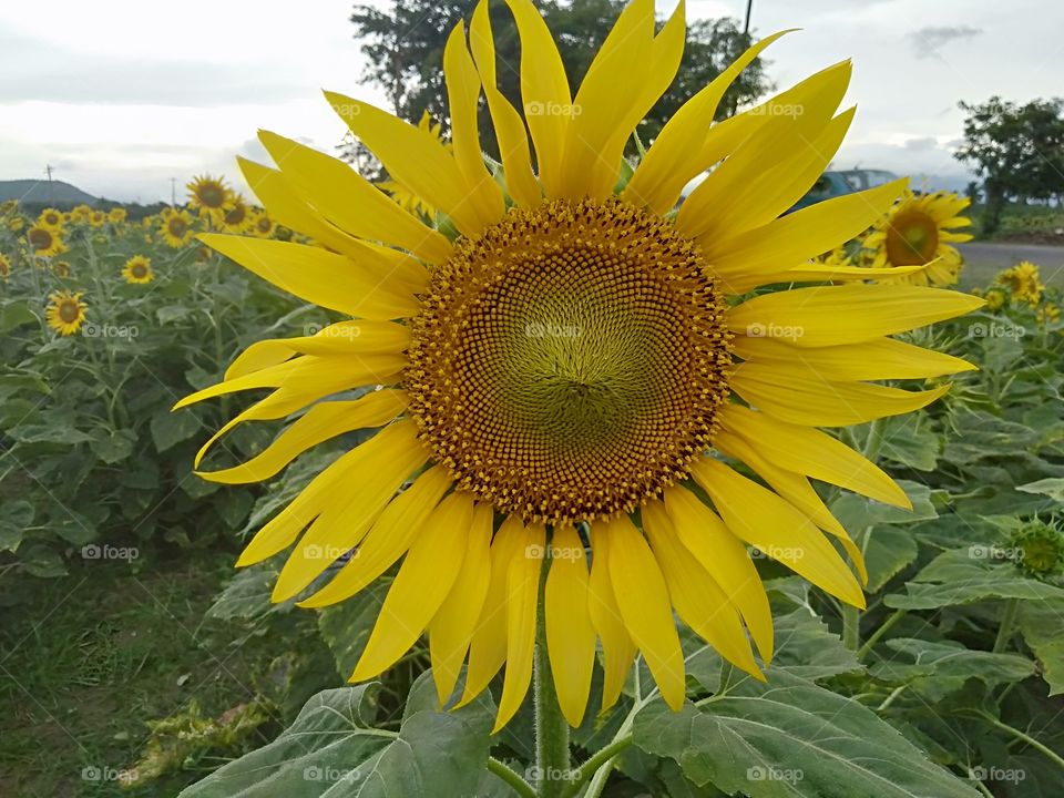 sun flower