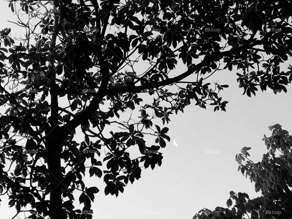 The moon in the sky between two trees. Monochrome image.