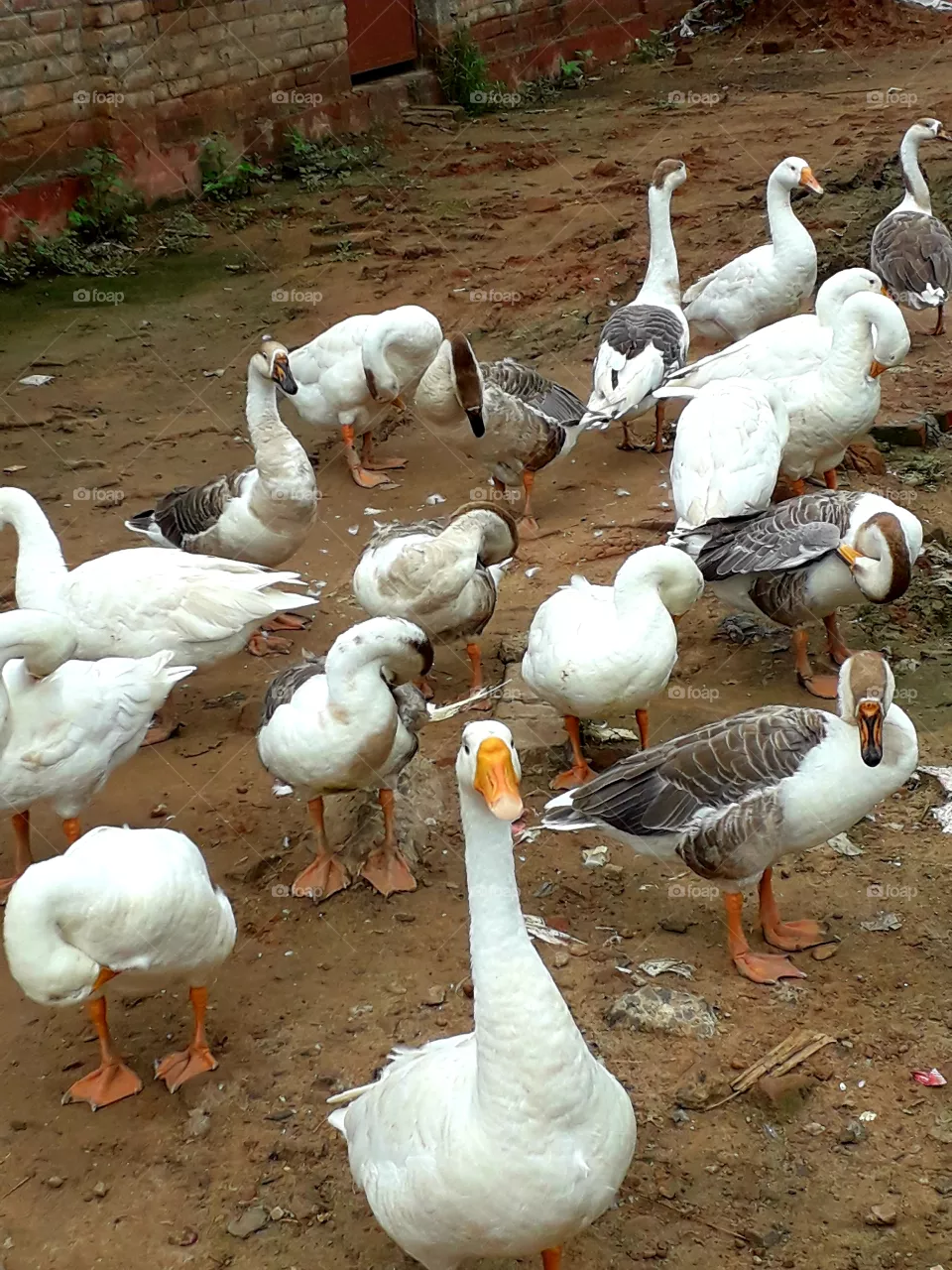 ducks