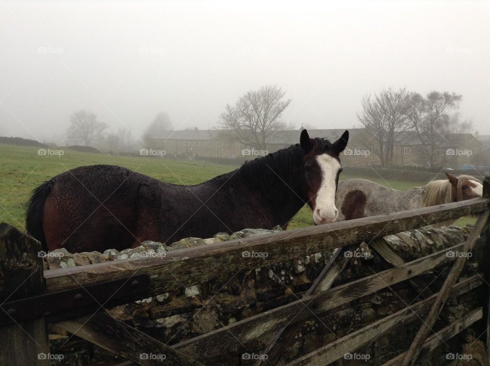 Horses in a foggy day 