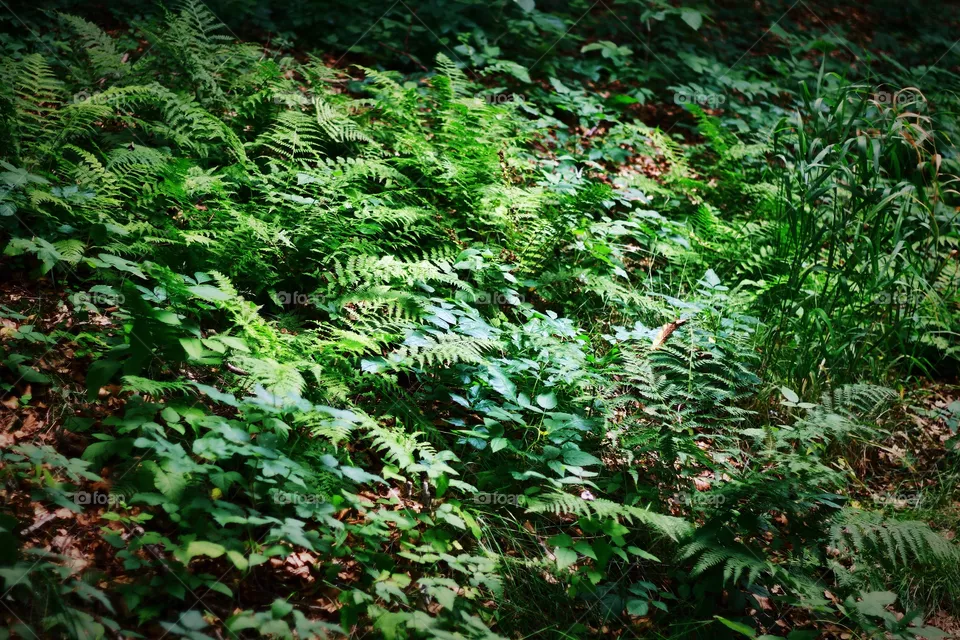 Forest
