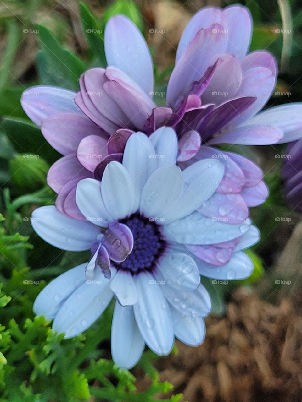 flores de mi jardín