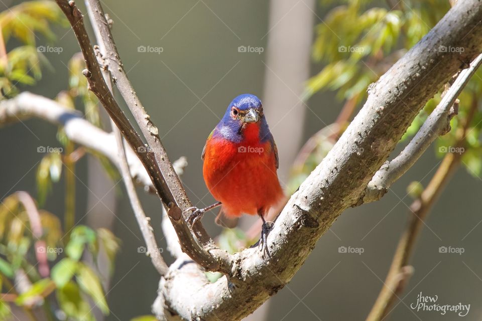 Male Painted Bunting