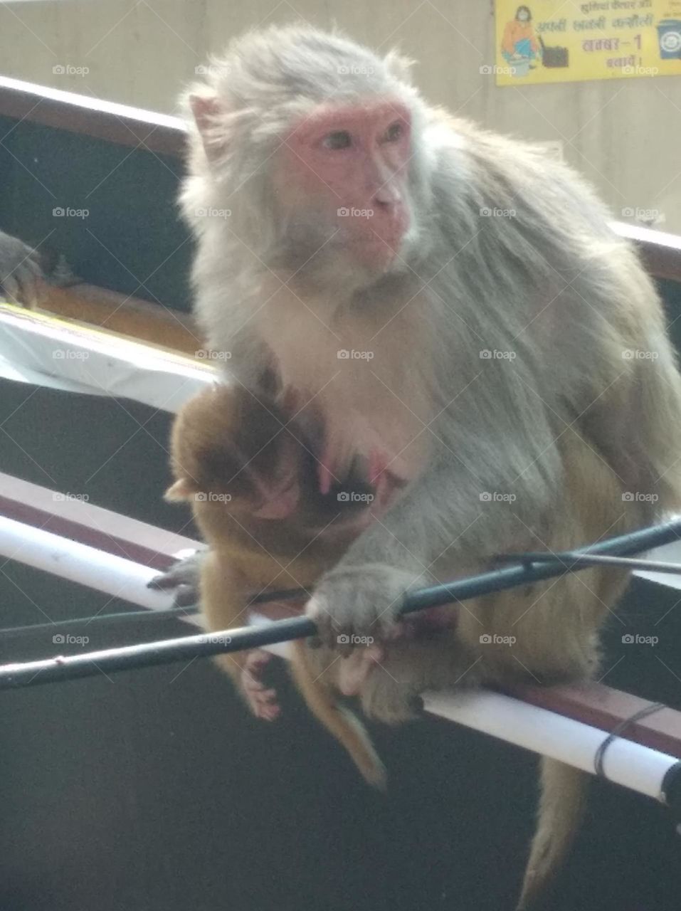 monkey with her cute baby sitting on a wall watching here and there waiting for some food