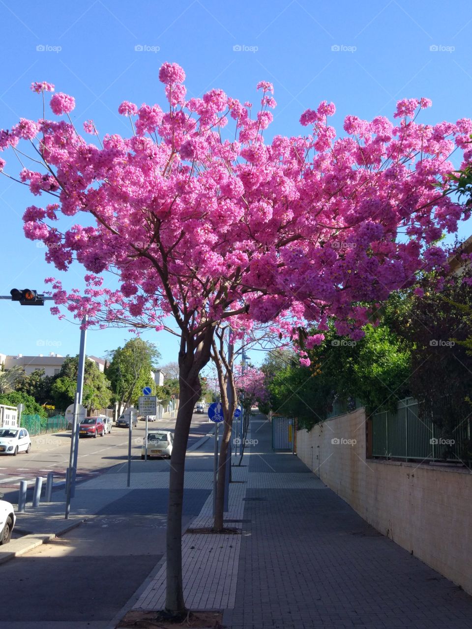 Handroanthus impetiginosus, pink ipê, pink lapacho, or pink trumpet tree is a native tree of family Bignoniaceae 