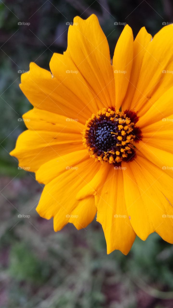 Coreopsis . Side View to focus on center