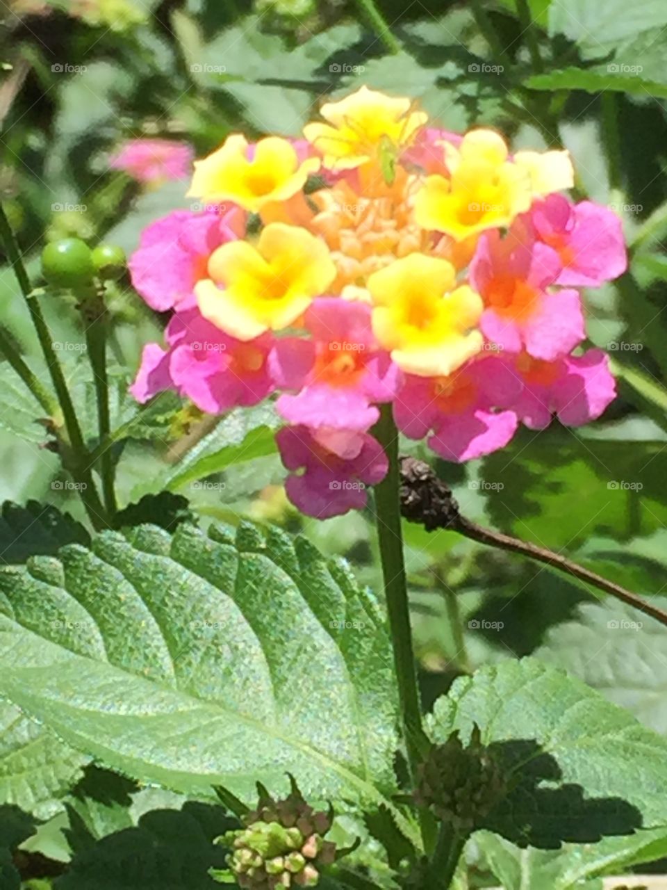 Lantana