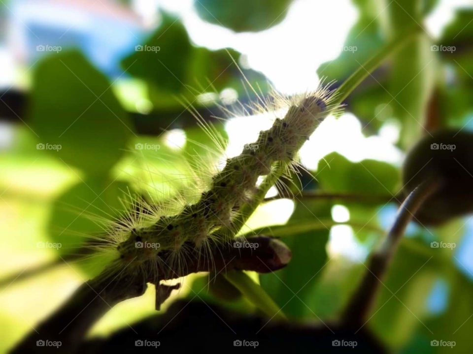 close up shot of a caterpillar on a leaf