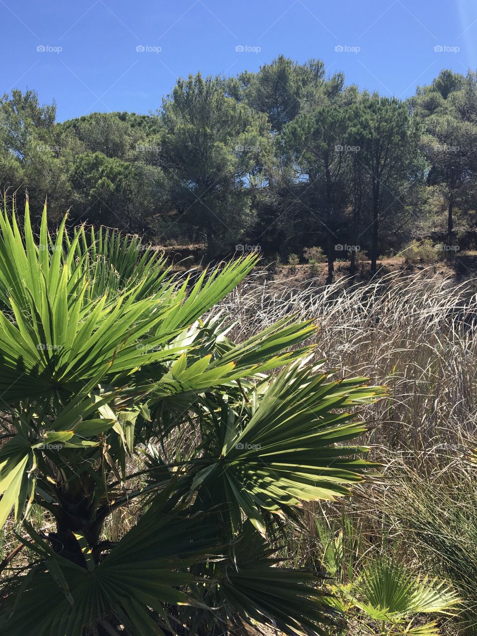 Vegetal composition from South