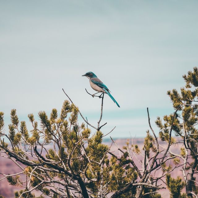 Bird 