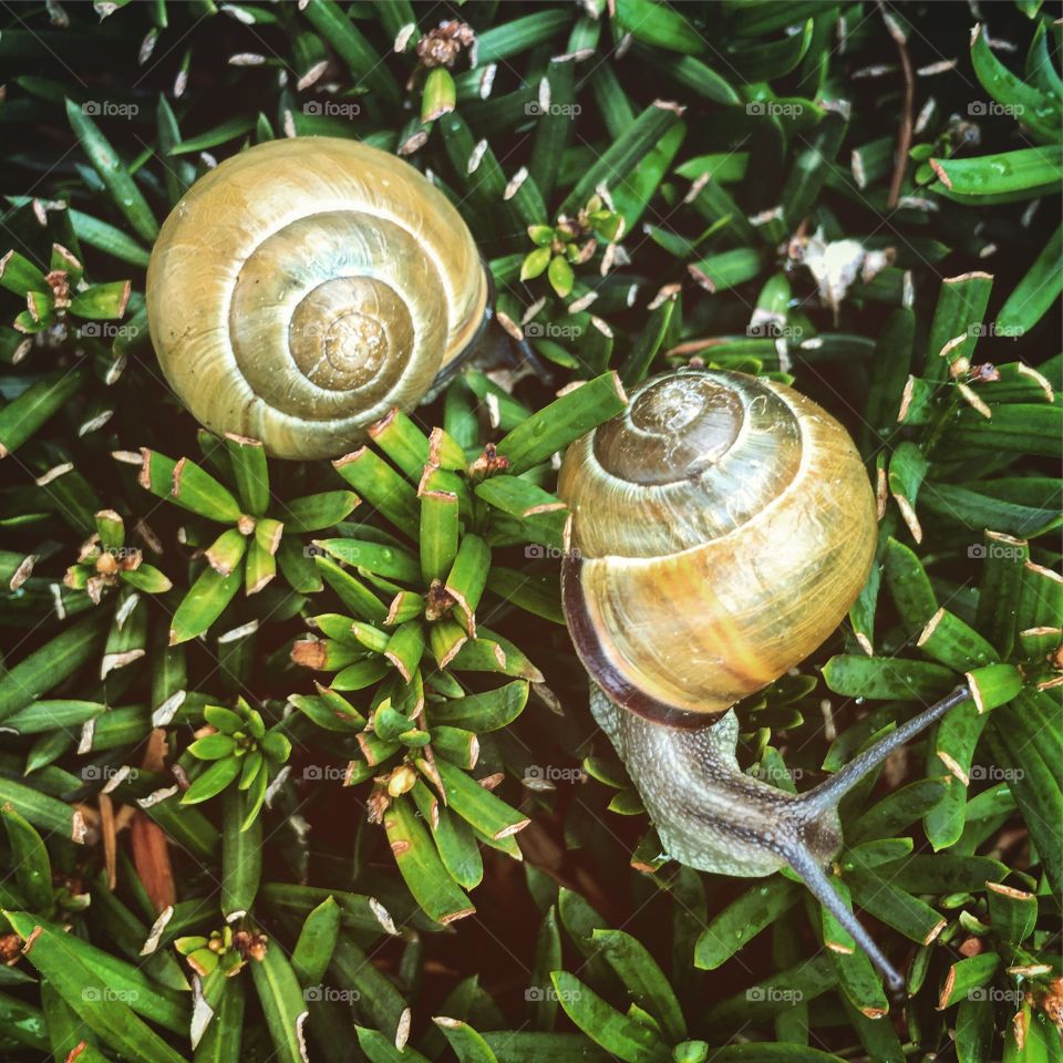 Snails