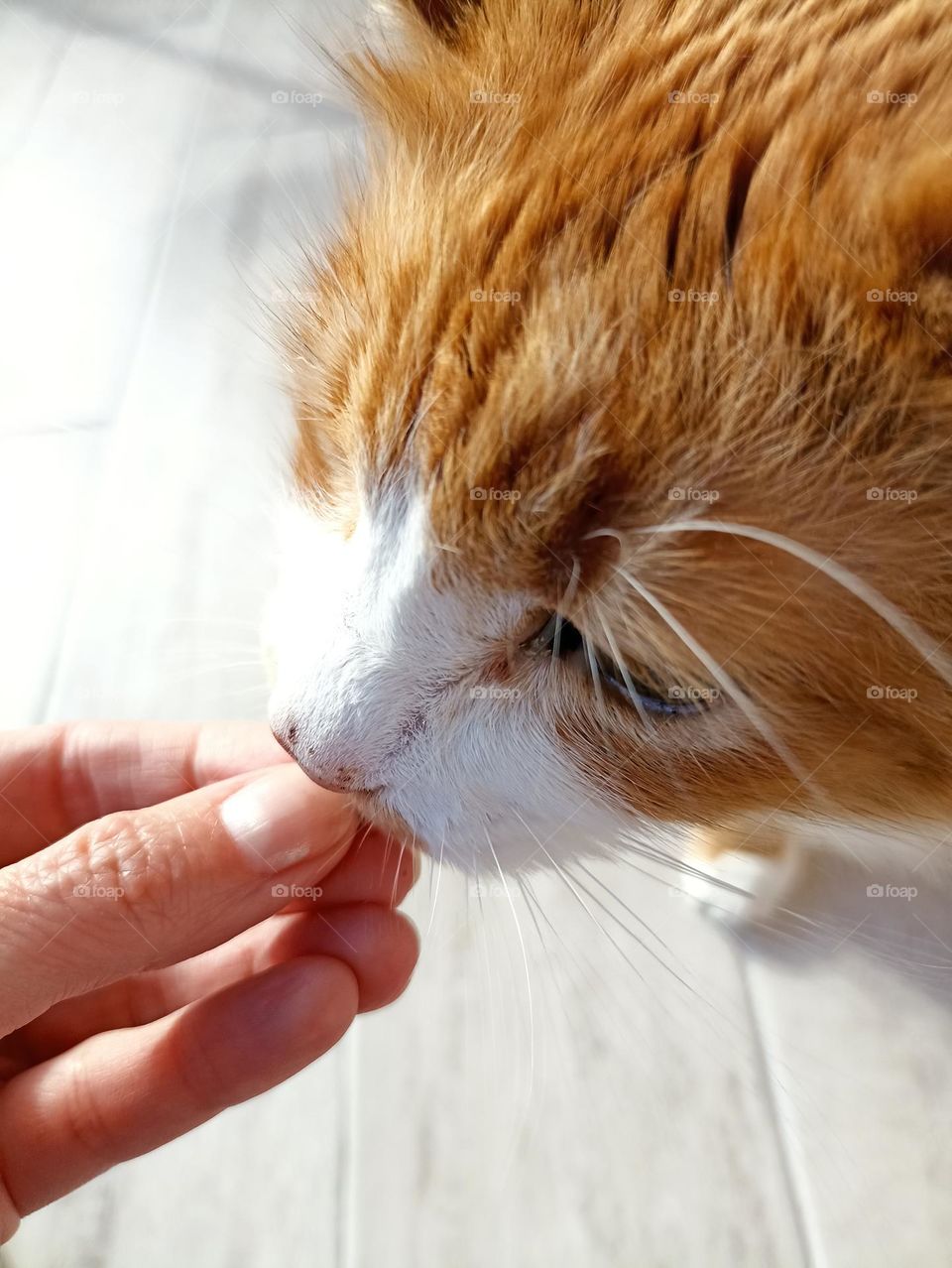 cat pet and female hand mobile photography