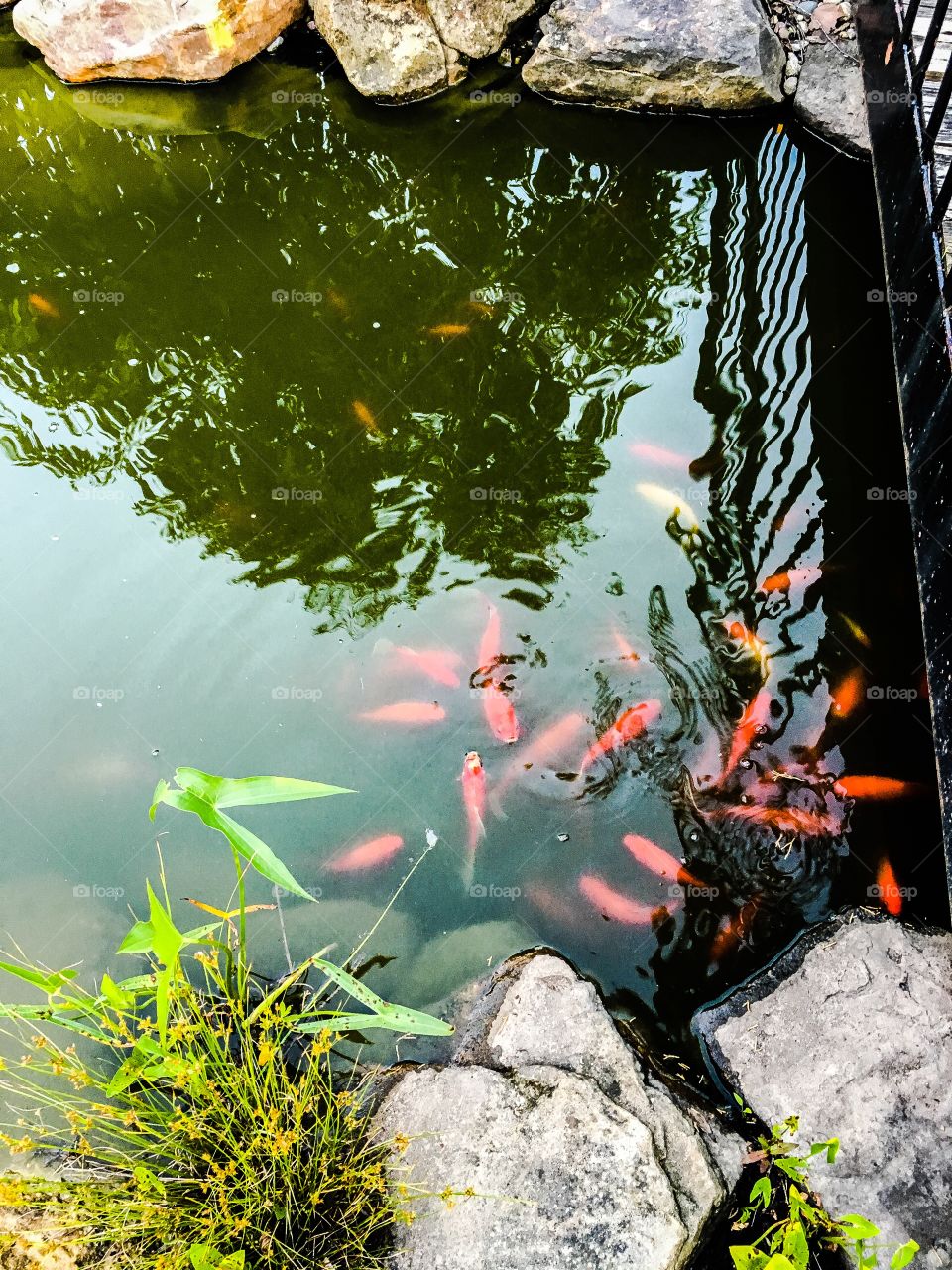 Gold fish pond 