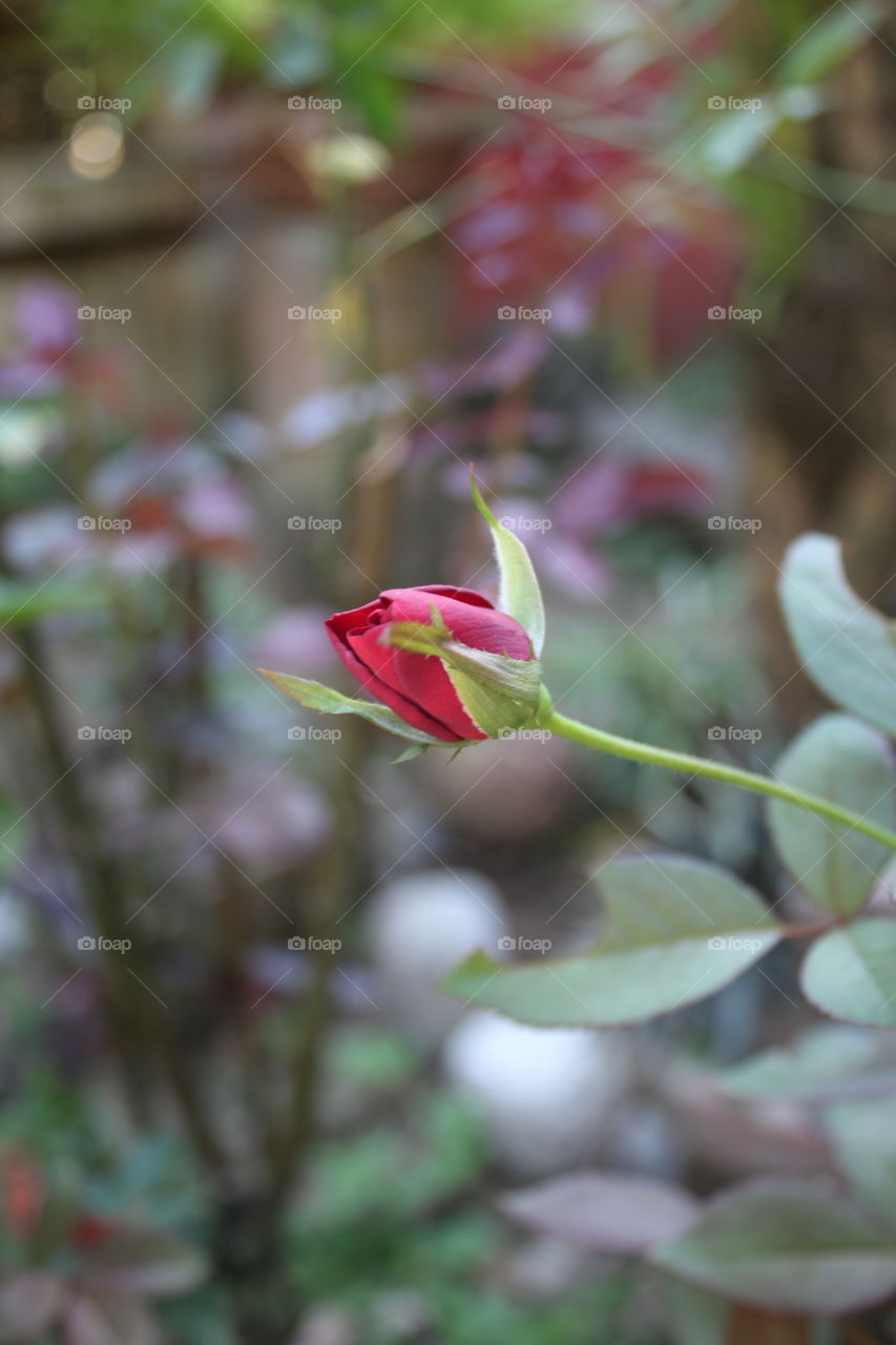 It's about to bloom.