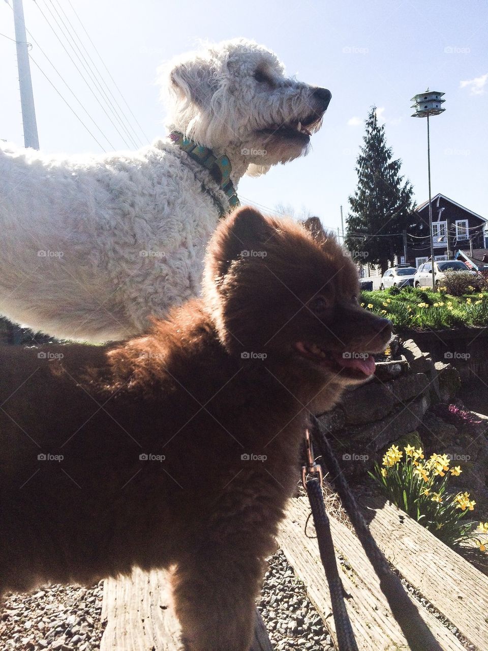 Happy dogs