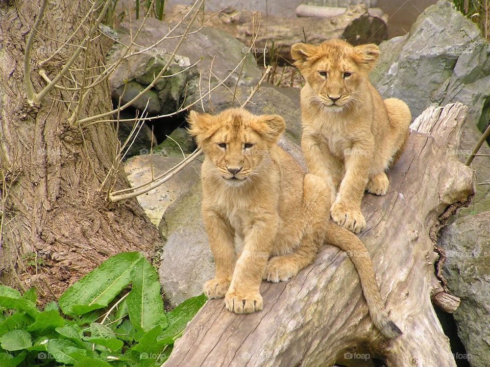 Sweet lion cubs