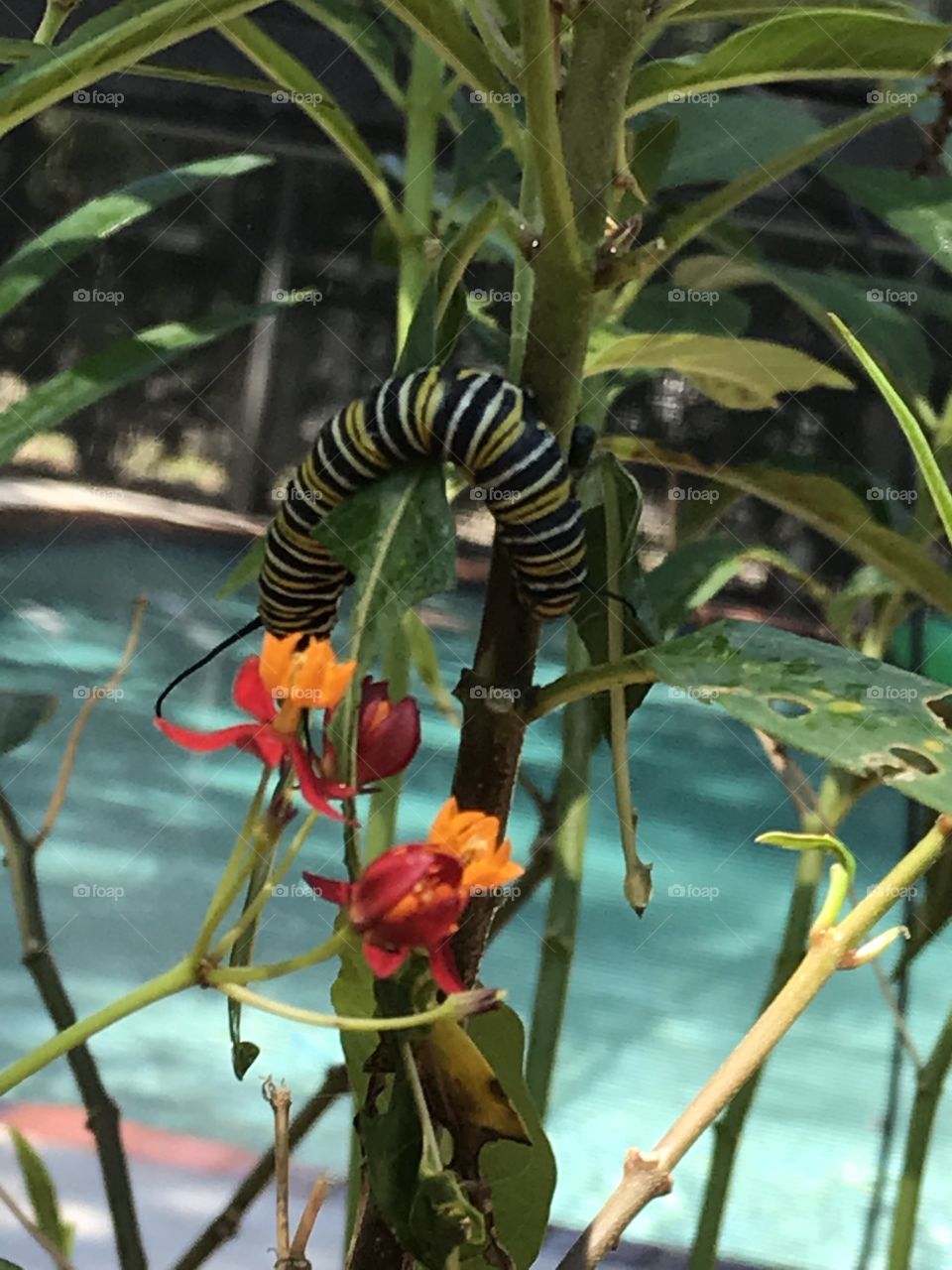 Monarch caterpillar eating milkweed flowers and leaves in preparation of its transformation into butterfly.