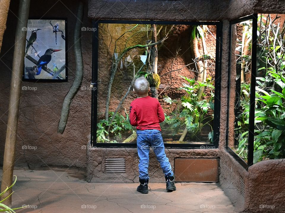 Boy looking at animals on a zoo