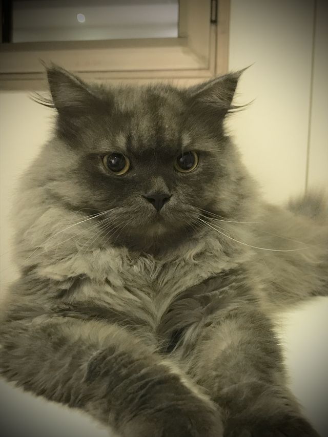 Silver cat