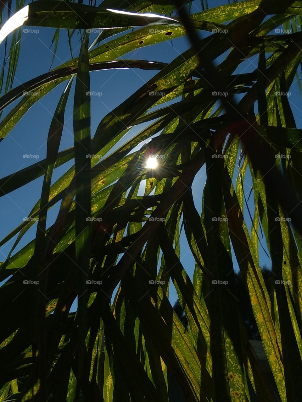 Sun Through Palm Leaves