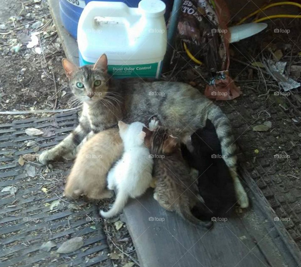 Mother cat adopting lost kittens from another litter.