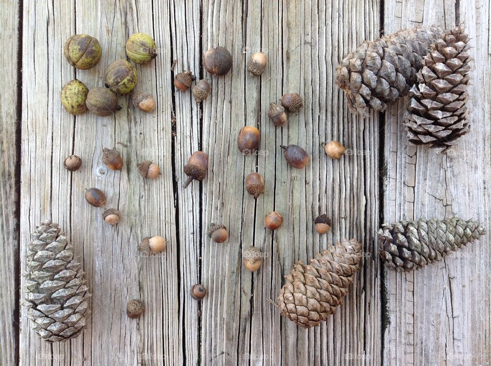 Pinecones and Acorns