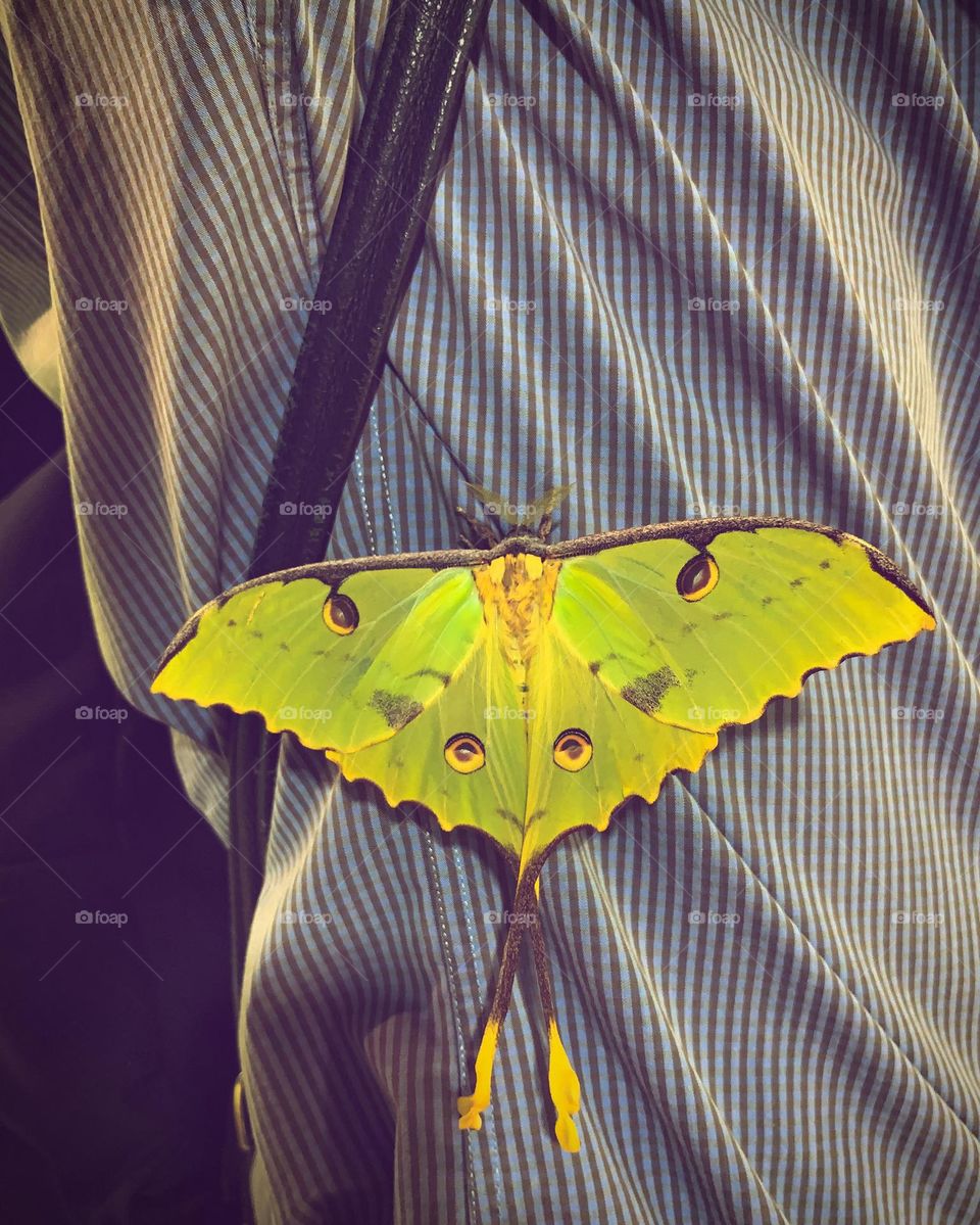 The Moth landed on the person’s shirt