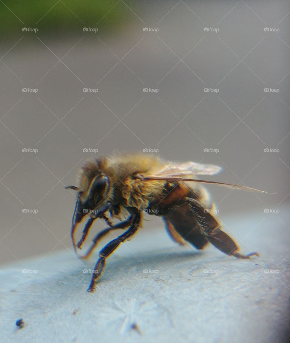 Bee Biene Insekt Fliegen Flügel klein Mikro