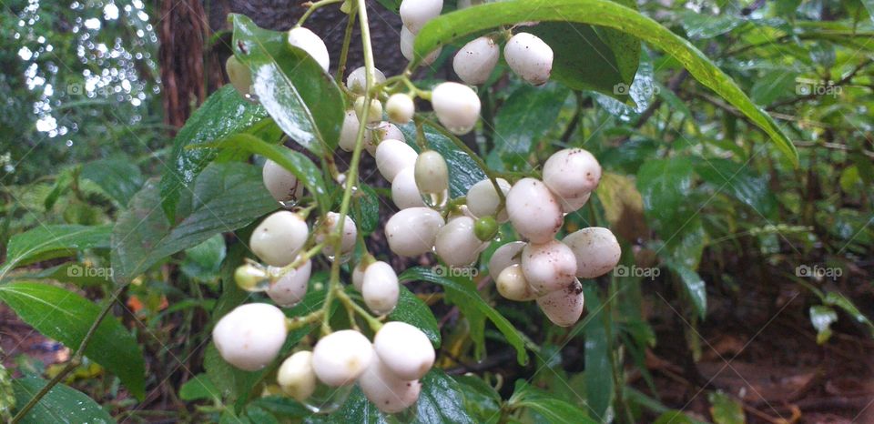 white jasmine flower's bud in rainy season