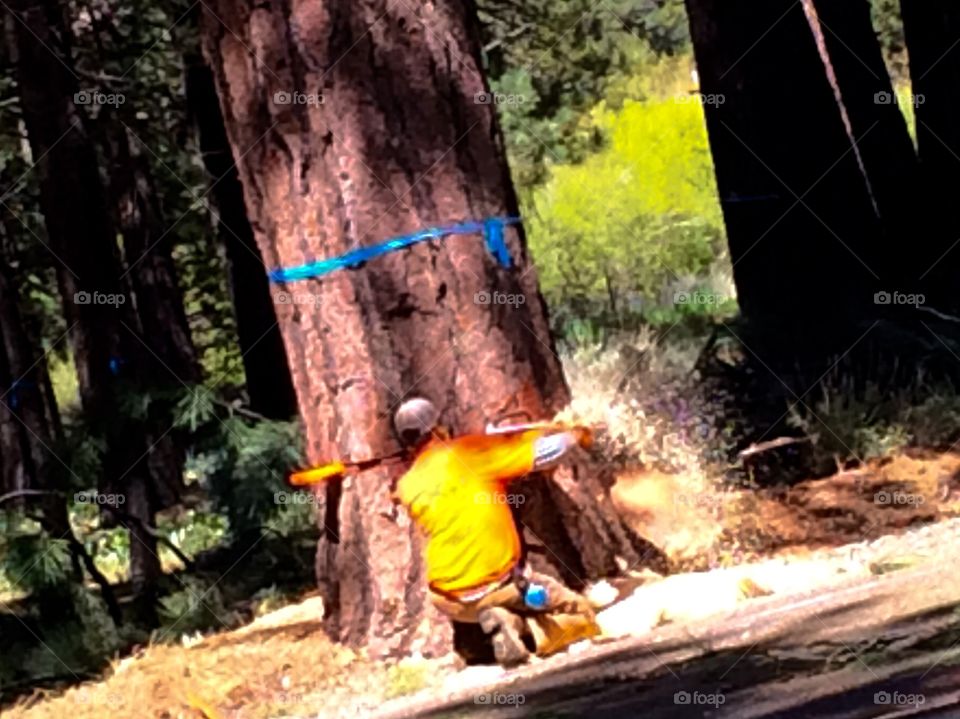 Man Cutting a tree