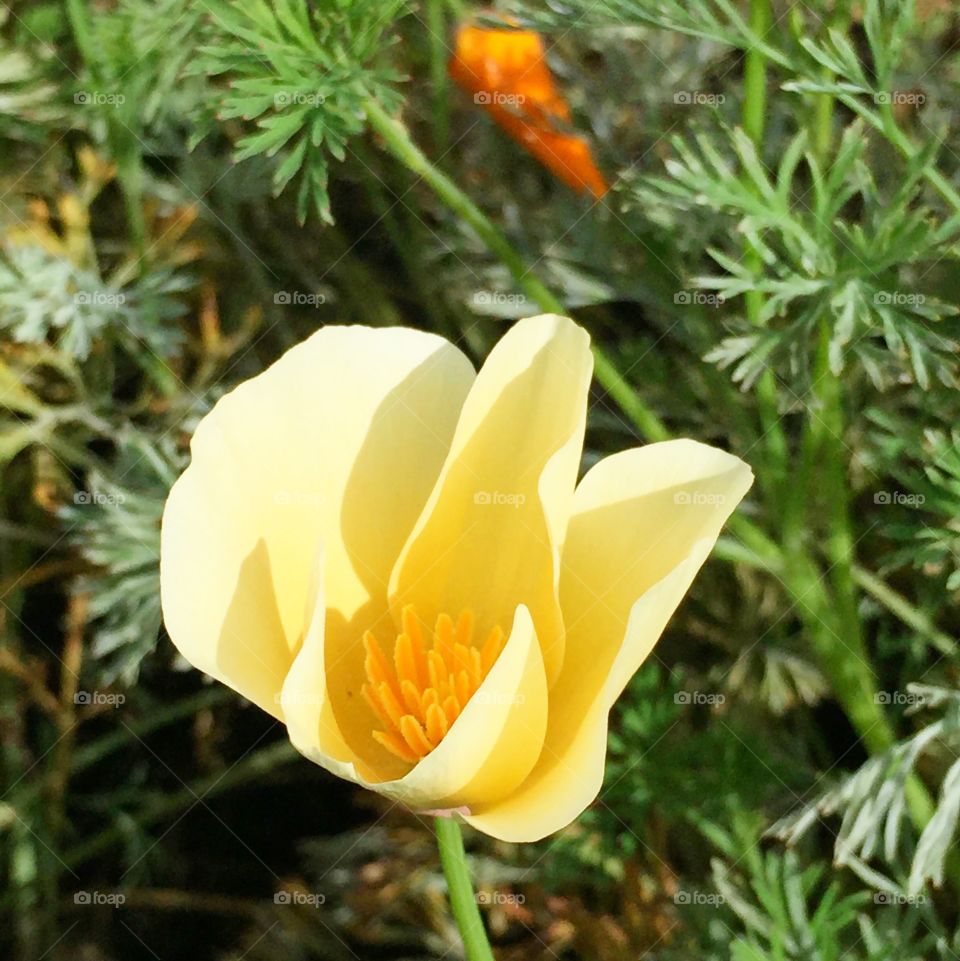 Cream-coloured California poppy