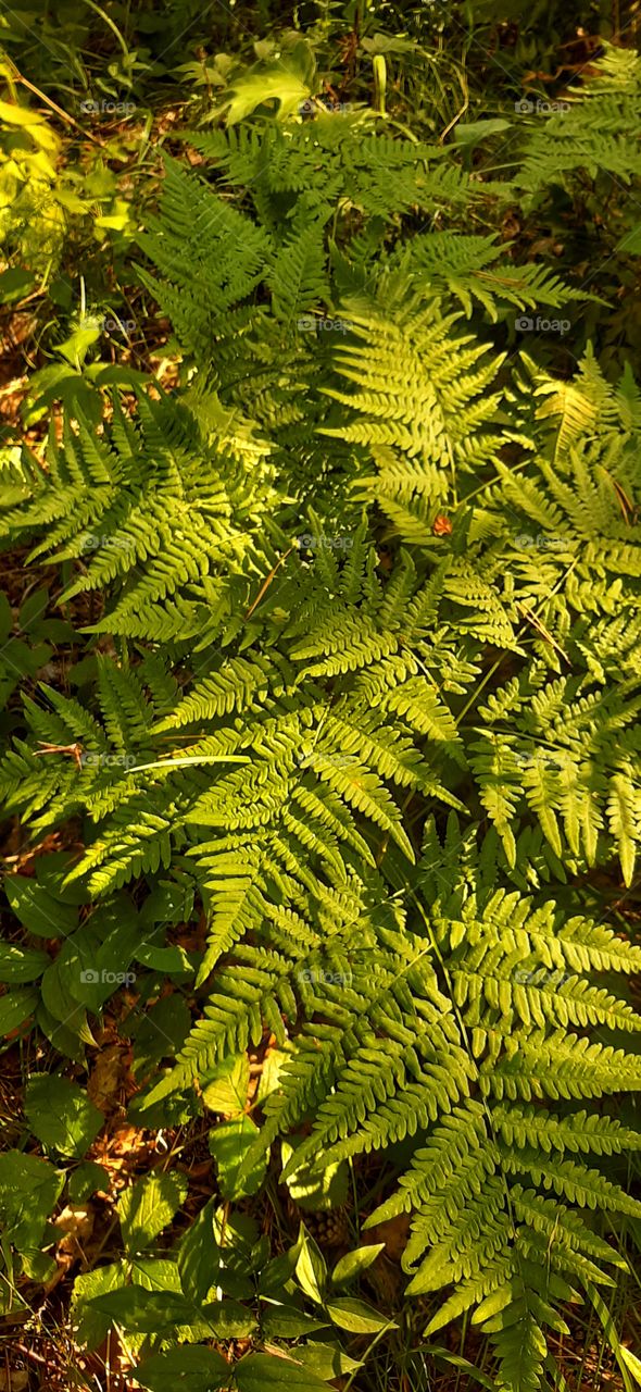 листья папоротника в лесу