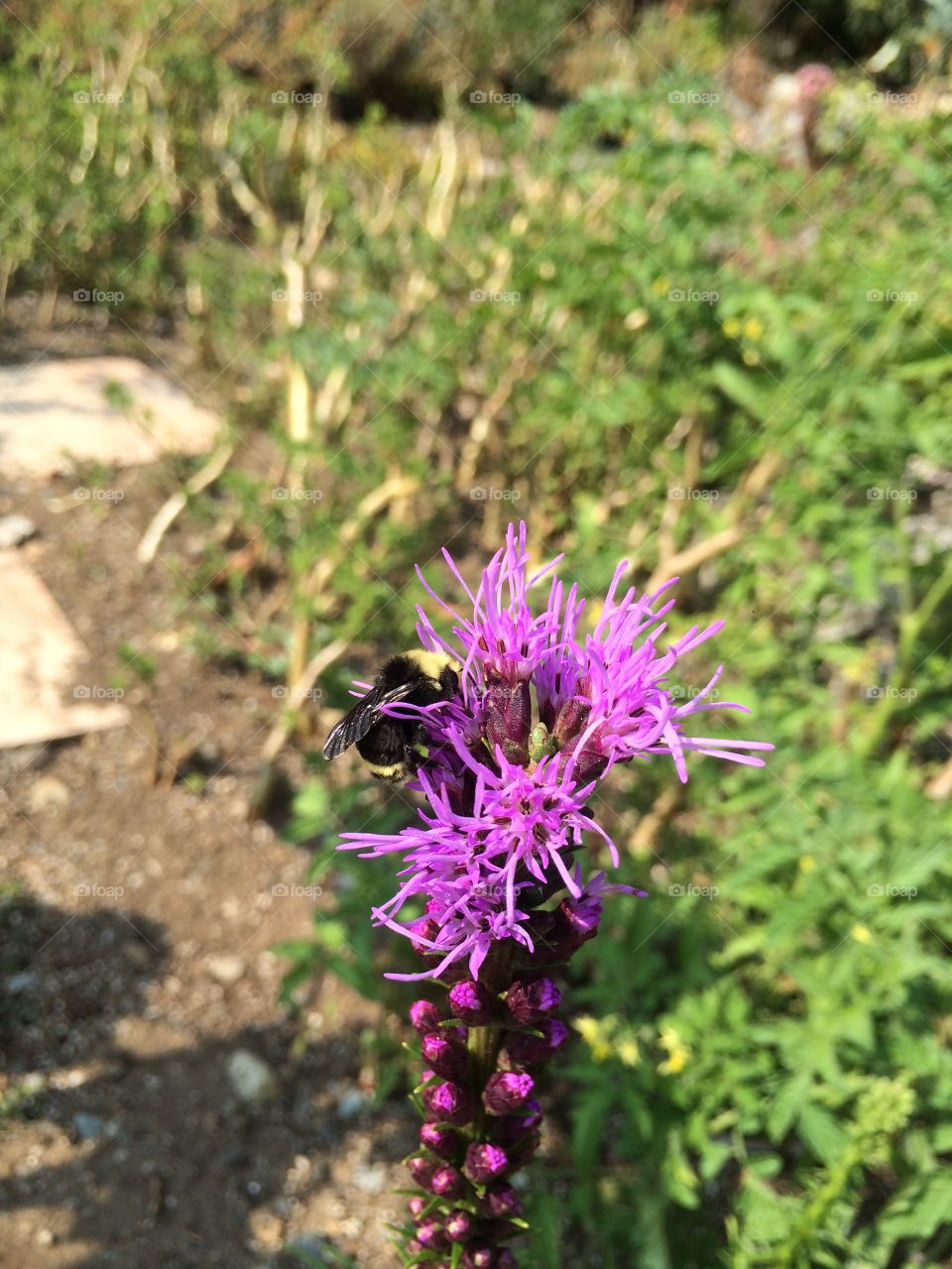 Nature, Flora, Summer, Flower, No Person