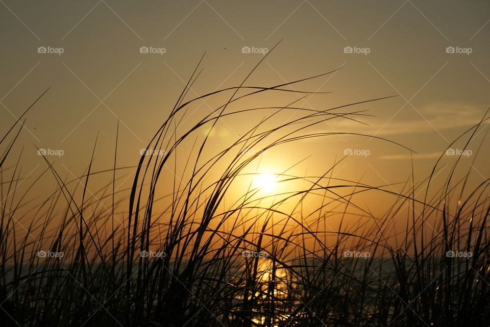 Sunset beach grass