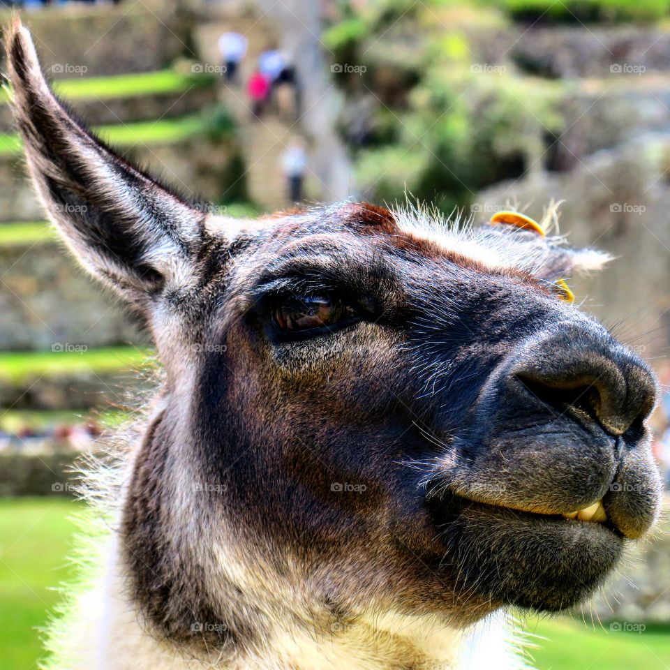 Lama face