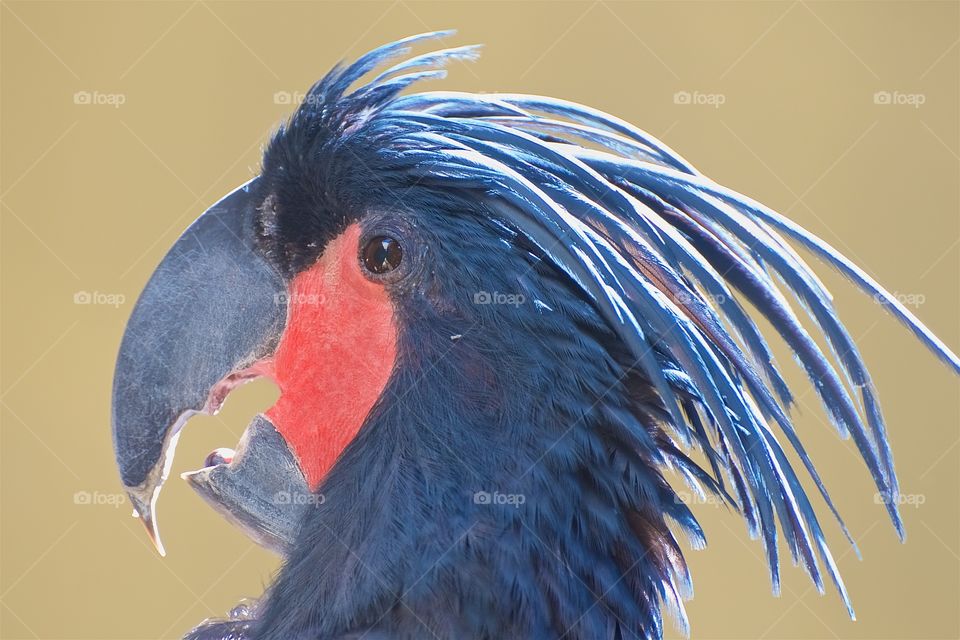 Palm Cockatoo (Probosciger aterrimus)