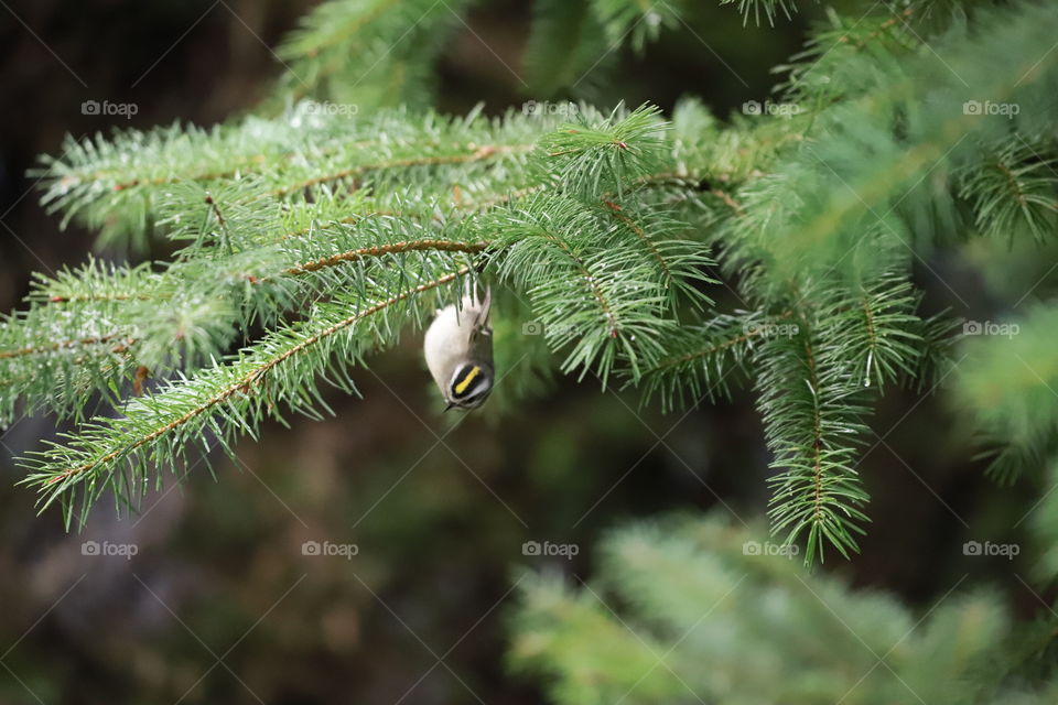 Goldcrest  hanging down on a branch 