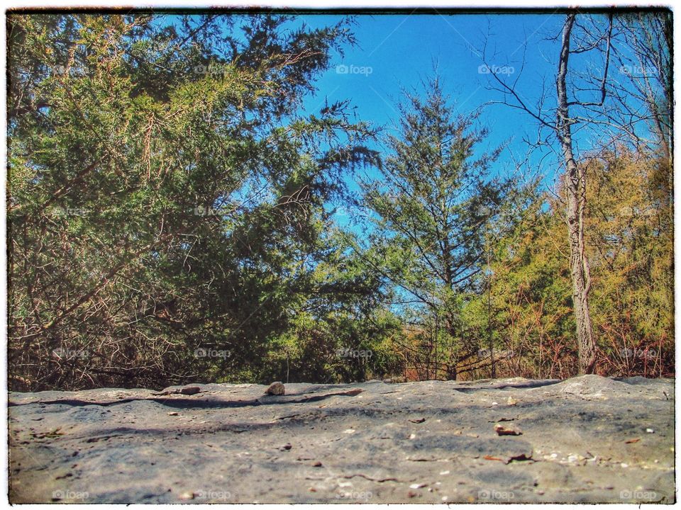 Tree, Wood, Nature, Landscape, No Person